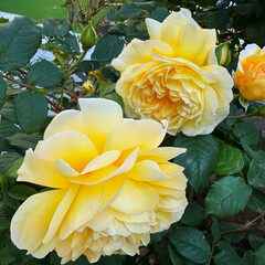 Close-up of a blooming yellow 'Golden Celebration' rose with lush green leaves in a garden