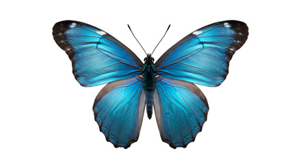 Fototapeta premium Bright blue butterfly on white background — vivid wing detail, nature, close-up stock photo