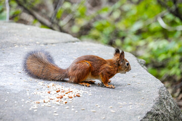 Cute and playful squirrel. Amazing small and cute animal. Very fast, jumping from one tree to another. Eating seeds and nuts. Red, orange or brown furry rodent. Natural cutie, lovely animal.