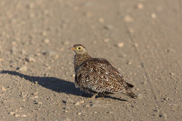 Female Double-banded Sandgrouse (Pterocles bicinctus). Taken in Kruger National Park, South Africa.