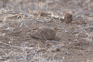 Female Double-banded Sandgrouse (Pterocles bicinctus). Taken in Kruger National Park, South Africa.
