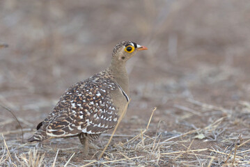 Male Double-banded Sandgrouse (Pterocles bicinctus). Taken in Kruger National Park, South Africa.