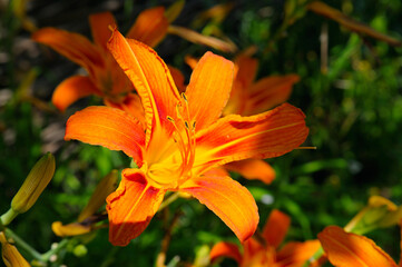Daylily Flower in Sunlight.