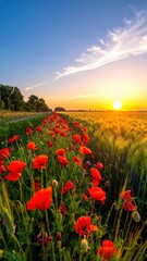 Fototapeta premium Poppy Field at Sunset - A Vibrant Landscape in Golden Light.
