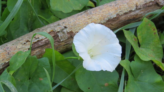 Una delicada flor blanca de campanilla brota entre hojas verdes y un tronco viejo. El contraste de la pureza y la naturaleza r&uacute;stica captura la vida silvestre.