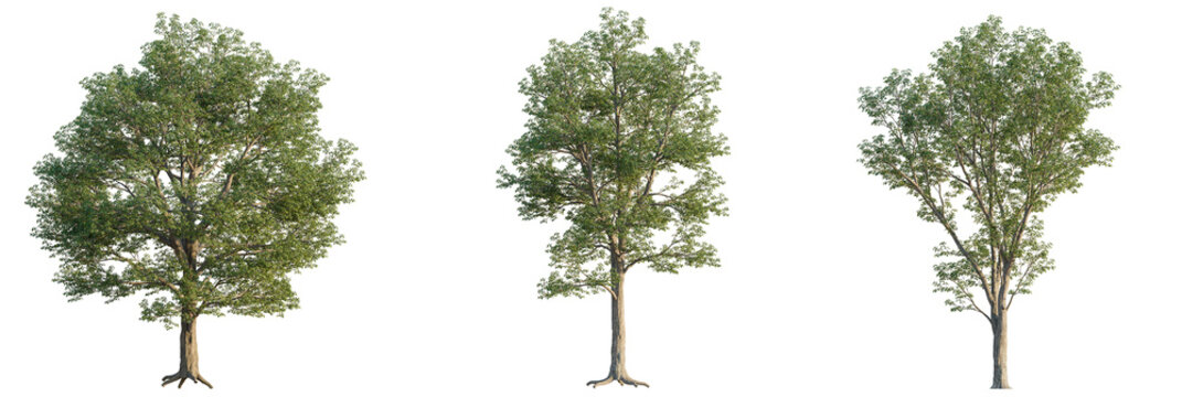 Prunus avium  tree cutout, front view, transparent background, isolate, Three lush green deciduous trees isolated on black background for design
