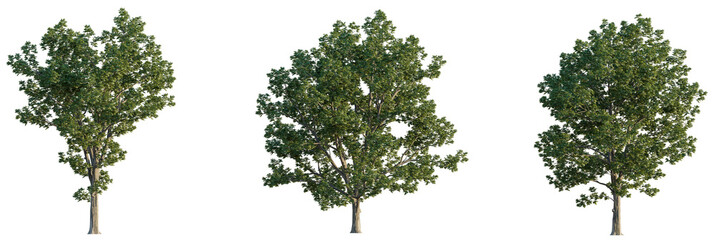 Ostrya virginiana  tree cutout, front view, transparent background, isolate, Lush green trees with detailed bark and foliage, perfect for nature scenes