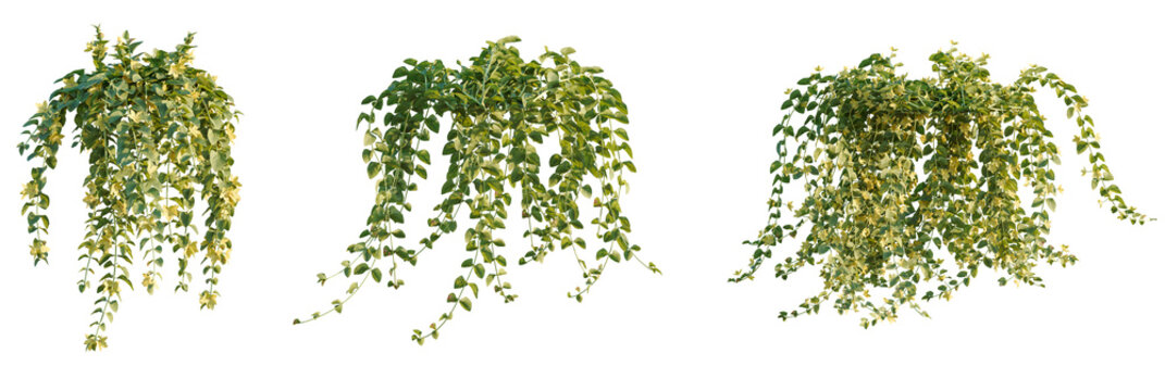 Lysimachia nummularia  tree cutout, front view, transparent background, isolate, Lush cascading greenery with delicate yellow flowers, perfect for natural scenes.