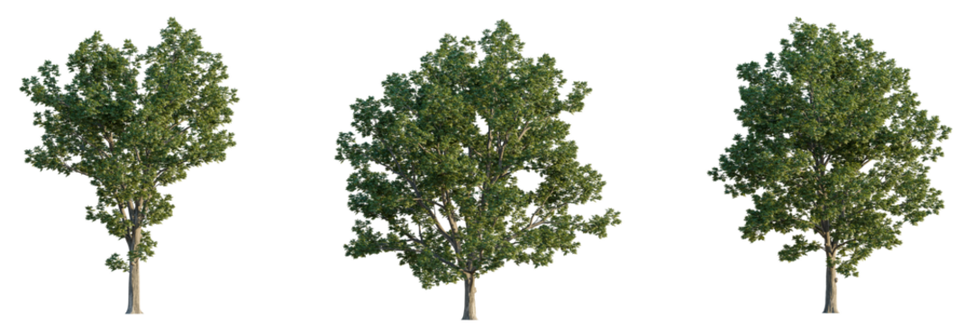 Juglans nigra  tree cutout, front view, transparent background, isolate, Three lush green deciduous trees with detailed bark and foliage