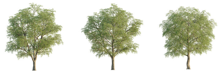 Salix matsudana  tree cutout, front view, transparent background, isolate, Lush green deciduous trees ready for your next landscape design project © DH Tree Stock