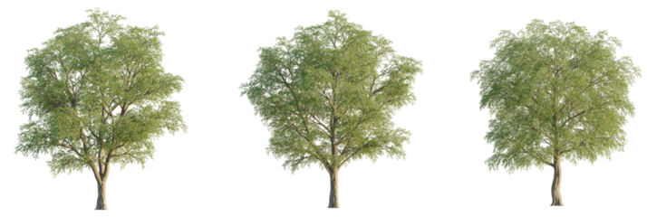 Salix matsudana  tree cutout, front view, transparent background, isolate, Lush green deciduous trees ready for your next landscape design project