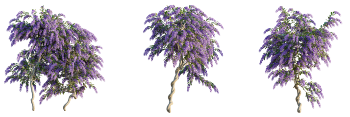 Petrea volubilis  tree cutout, front view, transparent background, isolate, Vibrant purple wisteria trees bloom with cascading flowers