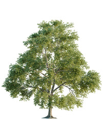 Robinia  tree cutout, front view, transparent background, isolate, Majestic deciduous tree with lush green leaves, perfect for nature scenes