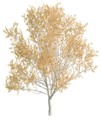 American Sycamore  tree cutout, front view, transparent background, isolate, Autumn tree with golden leaves, ready for your seasonal designs