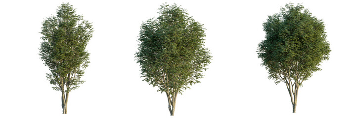 Fagus longipetiolata  tree cutout, front view, transparent background, isolate, Three lush green trees with textured bark stand ready for design integration