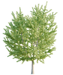 Obraz premium Ginkgo Biloba tree cutout, front view, transparent background, isolate, Lush green tree with detailed leaves, perfect for nature scenes