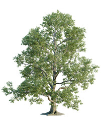 Liriodendron  tree cutout, front view, transparent background, isolate, Majestic oak tree with lush...