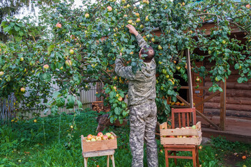 A European man picks apples from an apple tree.