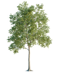Obraz premium Robinia tree cutout, front view, transparent background, isolate, Vibrant green deciduous tree with detailed branches and leaves, ready for compositing.