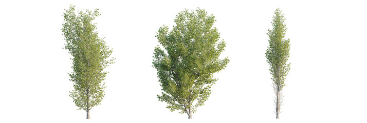 Populus tomentosa  tree cutout, front view, transparent background, isolate, Three elegant trees with lush green foliage, perfect for design