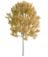 Fototapeta premium Fraxinus tree cutout, front view, transparent background, isolate, Golden autumn tree with vibrant yellow leaves, perfect for seasonal design