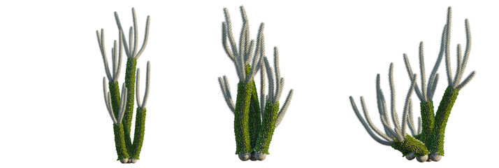 Alluaudia procera  tree cutout, front view, transparent background, isolate, Exotic succulent plant with spiky textured branches and green foliage