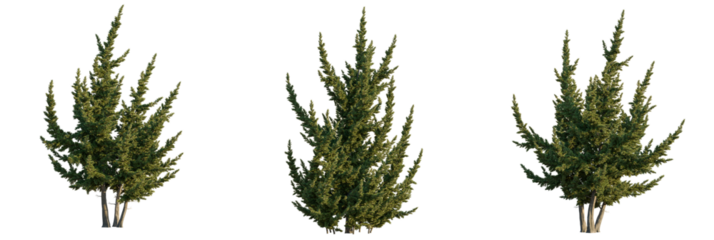 Sabina chinensis  tree cutout, front view, transparent background, isolate, Three stunning evergreen cypress trees isolated on black background