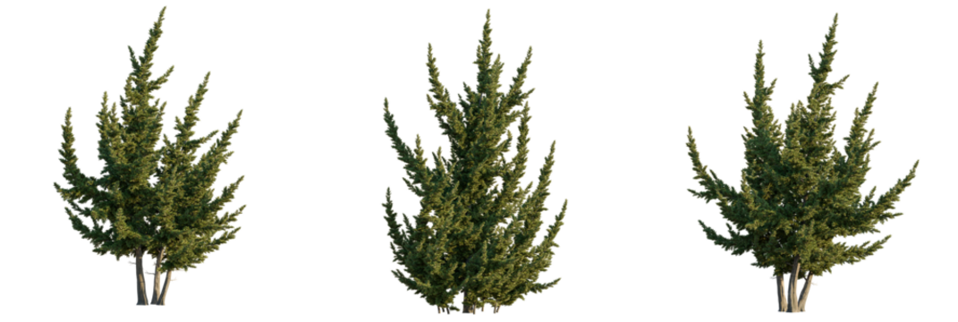 Sabina chinensis  tree cutout, front view, transparent background, isolate, Three stunning evergreen cypress trees isolated on black background