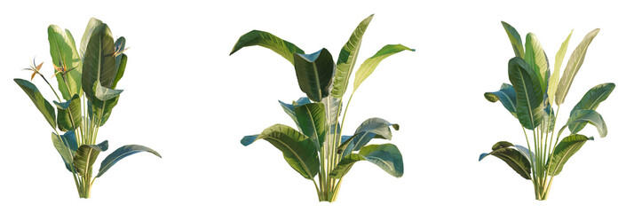 Strelitzia reginae  tree cutout, front view, transparent background, isolate, Lush Bird of Paradise plants with vibrant green leaves and exotic blooms