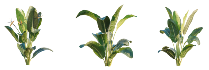 Strelitzia reginae  tree cutout, front view, transparent background, isolate, Lush Bird of Paradise plants with vibrant green leaves and exotic blooms