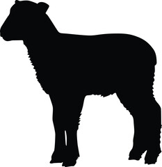 Black silhouette of a young lamb standing profile isolated on white background silhouette
