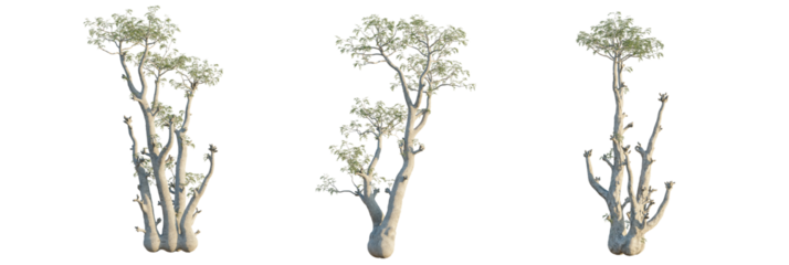 Moringa ovalifolia  tree cutout, front view, transparent background, isolate, Unique desert trees with thick trunks and delicate green foliage