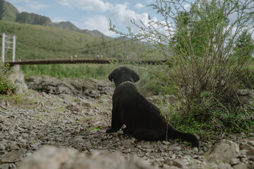 A black dog puppy looks at the functioning of the muzzle
