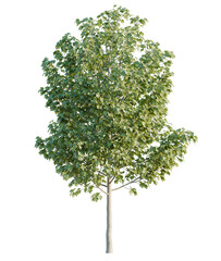 Fototapeta premium Acer tree cutout, front view, transparent background, isolate, Lush green deciduous tree with detailed foliage for landscaping and design