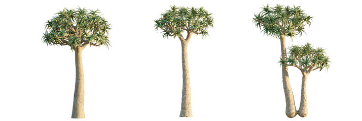 Aloe dichotoma  tree cutout, front view, transparent background, isolate, Unique succulent trees with textured trunks and lush green foliage