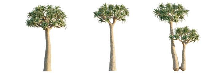 Aloe dichotoma  tree cutout, front view, transparent background, isolate, Unique succulent trees with textured trunks and lush green foliage