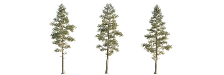 Chamaecyparis lawsoniana  tree cutout, front view, transparent background, isolate, Three majestic pine trees stand tall with lush green foliage, ready for use.