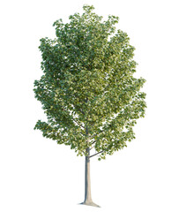 Fototapeta premium Acer tree cutout, front view, transparent background, isolate, Lush green deciduous tree with detailed leaves and textured bark