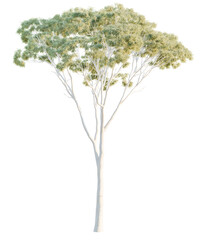 Eucalyptus  tree cutout, front view, transparent background, isolate, Striking white gum tree with delicate green foliage, perfect for nature scenes