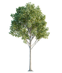 Acer  tree cutout, front view, transparent background, isolate, Vibrant deciduous tree with lush green foliage, perfect for landscape projects