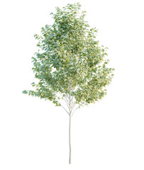 Platanus  tree cutout, front view, transparent background, isolate, Lush green deciduous tree with light green leaves, perfect for nature scenes