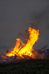minimalist fire consuming tree