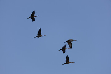 Sandhill cranes flying at sunset