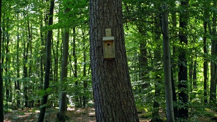 Bird Nest Box Attached to Forest Tree to Foster Endangered Species Breeding