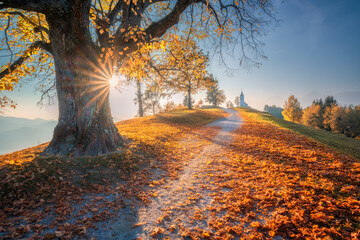 Beautiful big old tree with yellow leaves, trail with red foliage and small church at sunrise in autumn. Morning in Alps in Slovenia. Landscape with trees, meadows and chapel in fall. Nature. Travel