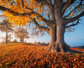 Beautiful big old tree with yellow leaves, trail with red foliage and small church at sunrise in autumn. Morning in Alps in Slovenia. Landscape with trees, meadows and chapel in fall. Nature. Travel