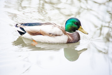Mallard female with little ducklings in a living nature on the river on a sunny day. Breeding season in wild ducks. Mallard duck with a brood in a colorful spring place. Little ducklings with mom duck