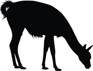 Obraz premium Black silhouette of a guanaco grazing with its head down isolated on white background silhouette