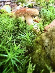 Wild mushroom growing in green moss forest floor macro nature background with natural vegetation and fungi close up