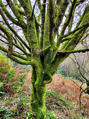Majestic Oak Tree Standing Alone in Nature under a Cloudy Sky. Natural Landscape Photo, Serene Green Forest Scene Perfect for Environment and Nature Concepts